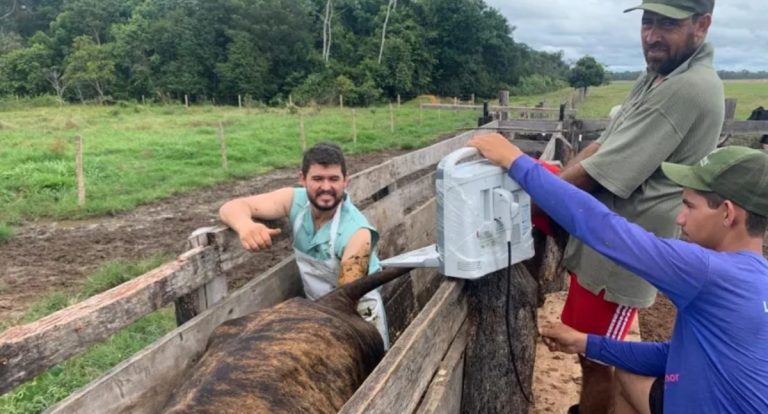Projeto de melhoria da eficiência reprodutiva fortalece bovinocultura leiteira em Rondônia - News Rondônia