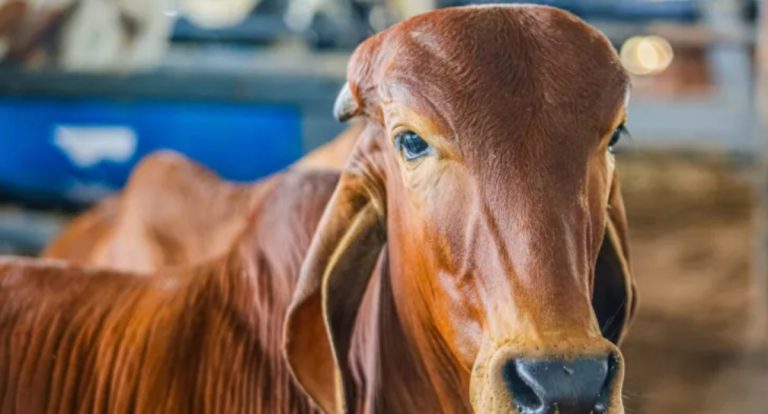 Governo de RO impulsiona a pecuária e consolida o estado como líder na exportação de carne no Norte - News Rondônia