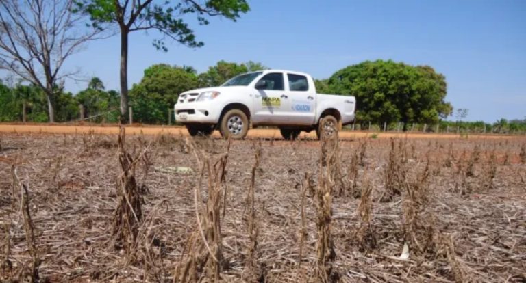 Governo estadual comunica começo do vazio sanitário da soja em Rondônia