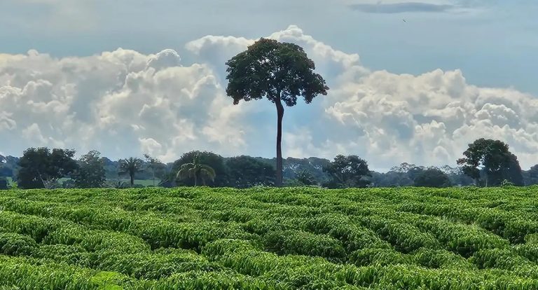 Soluções sustentáveis com protagonismo da Ater Pública são destacas pelo governo de RO - News Rondônia