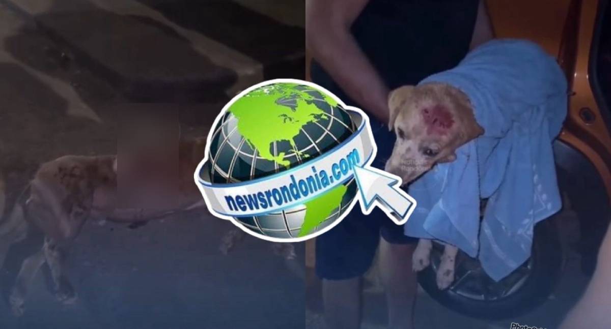 Cão da raça pitbull é morto a tiros depois de fugir de residência e atacar vira-lata na zona leste