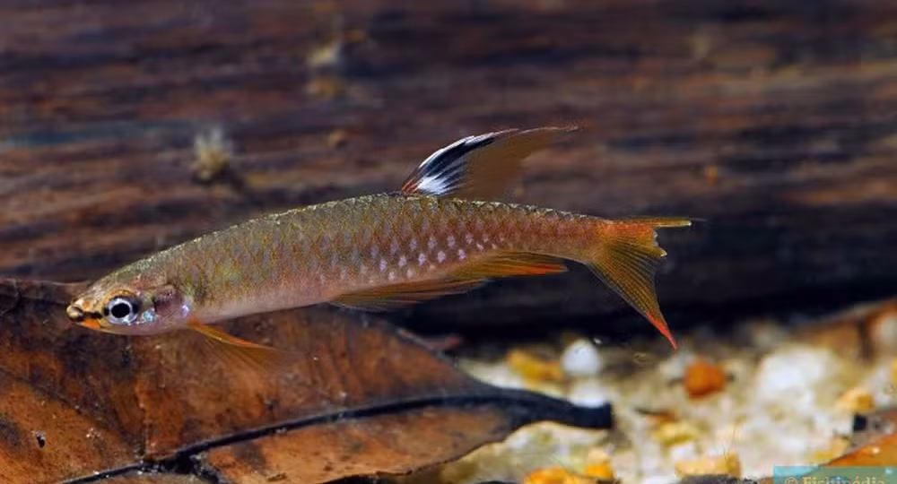 'Copella Arnoldi': Conheça o peixe amazônico que desova fora da água e tem cuidado parental único