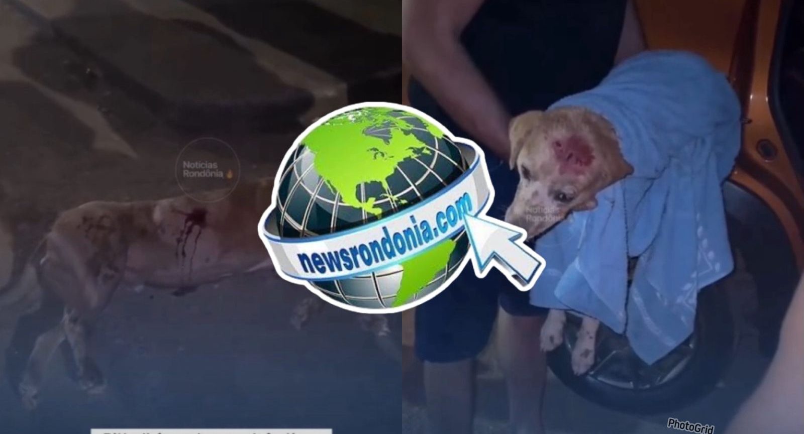 Cão da raça pitbull é morto a tiros depois de fugir de residência e atacar vira-lata na zona leste
