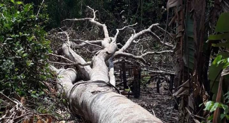 Região Norte: Pará e Amazonas entre os nove estados com maior incidência de crimes ambientais - News Rondônia