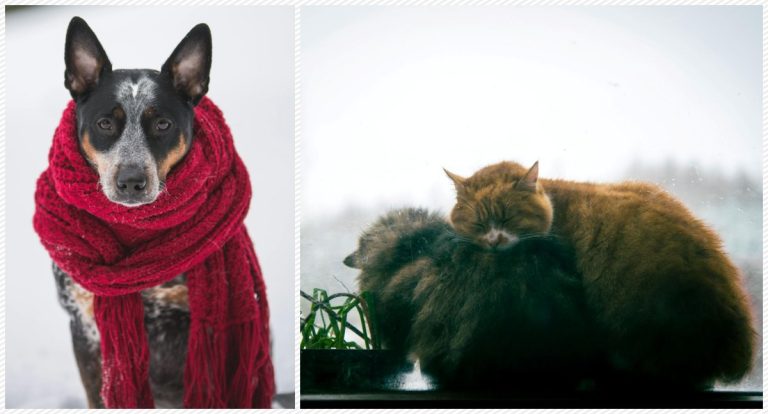 Frio intenso aumenta riscos para cães e gatos no Brasil - News Rondônia