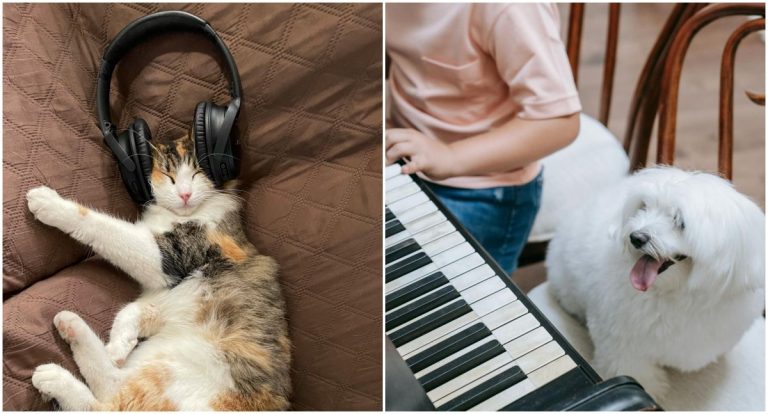 A música certa pode mudar a vida do seu pet - News Rondônia