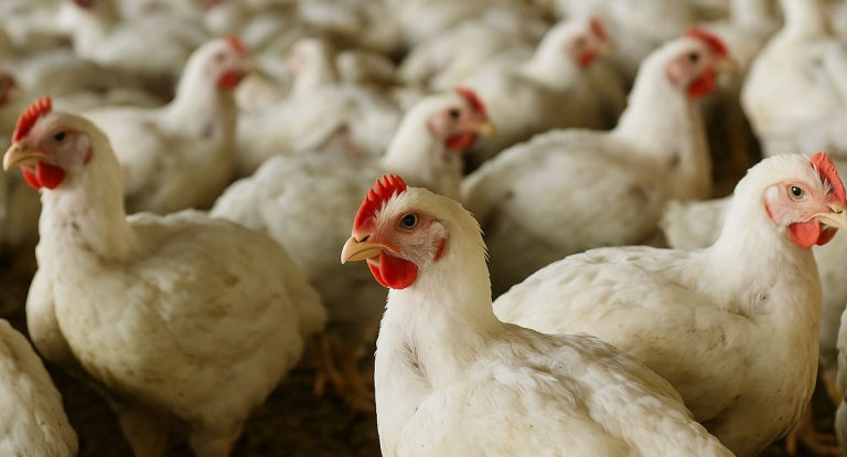 Caso de Gripe Aviária é confirmado em MT acende alerta para produtores de Rondônia - News Rondônia