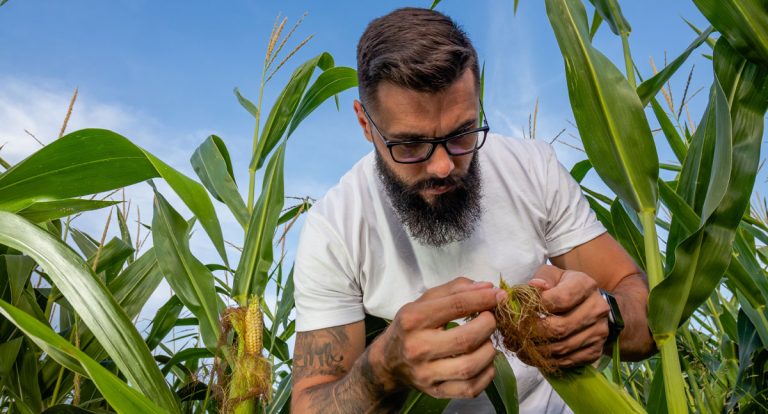 Baixas temperaturas impactam no andamento da colheita do milho 2ª safra em alguns estados, aponta Conab - News Rondônia