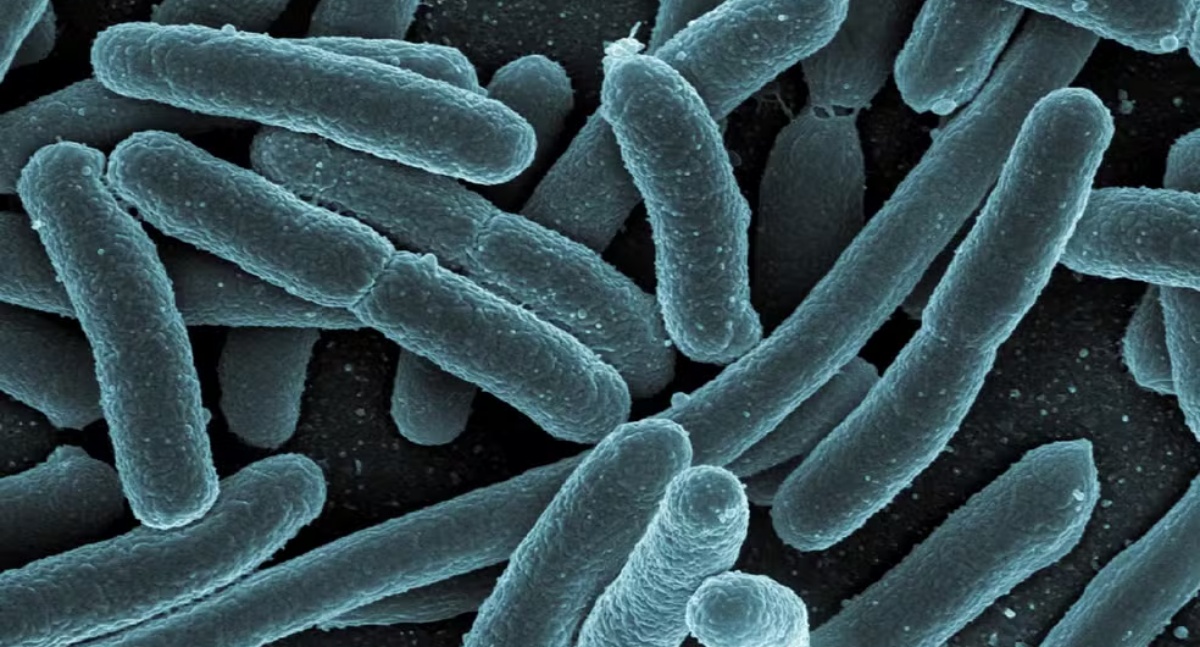 Cientistas criam bactéria capaz de transformar plástico PET em paracetamol, com alta eficiência e baixo impacto ambiental