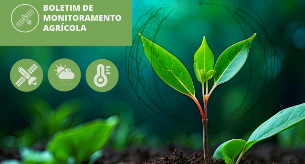 clima seco contribuiu para a maturação e colheita do algodão e do milho segunda safra no Centro-Oeste e Sudeste