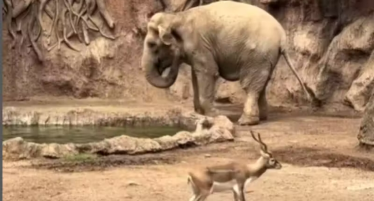 Elefanta idosa resgata gazela que estava se afogando em zoo - News Rondônia