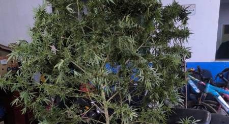 Polícia apreende pé de maconha gigante e casa de traficante sofre ataque a tiros