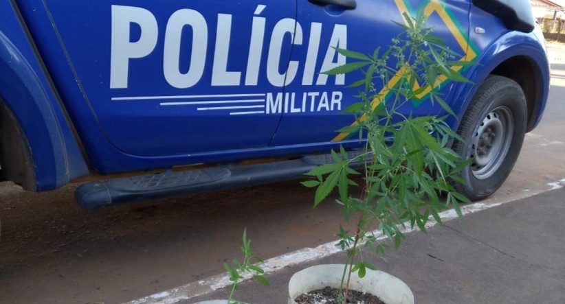 Pés de maconha são encontrados em casa abandonada no Setor 8