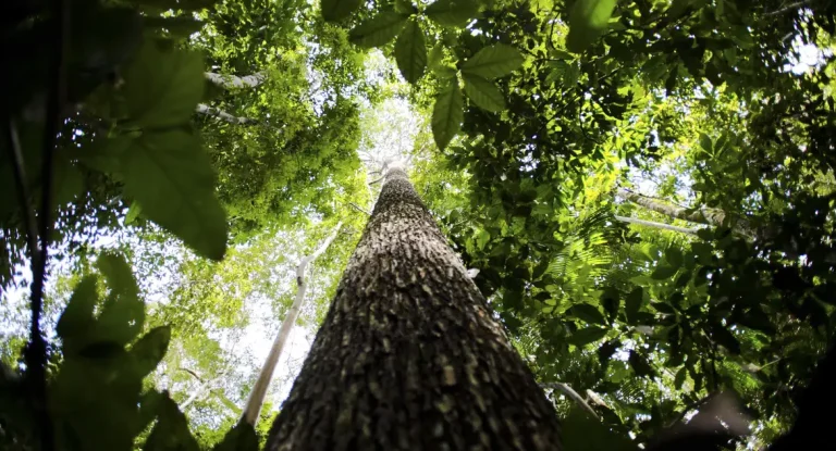 Amazônia Legal pode gerar até US$ 21,6 bilhões em créditos de carbono até 2030, aponta Estudo