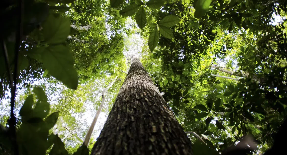 Amazônia Legal pode gerar até US$ 21,6 bilhões em créditos de carbono até 2030, aponta Estudo
