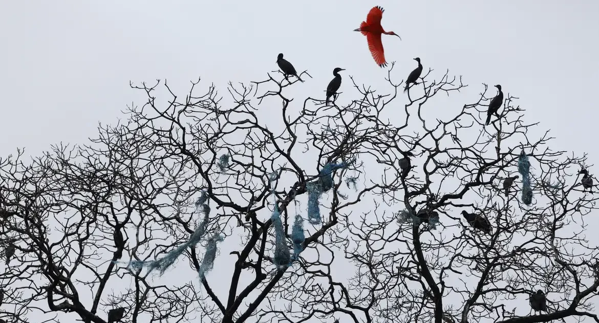 Estudo alerta para extinção de mais de 500 espécies de Aves em 100 anos devido a alterações climáticas e perda de habitat