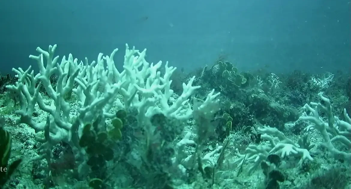 BNDES destina R$ 95 milhões para conservação marinha e mapeamento do litoral brasileiro