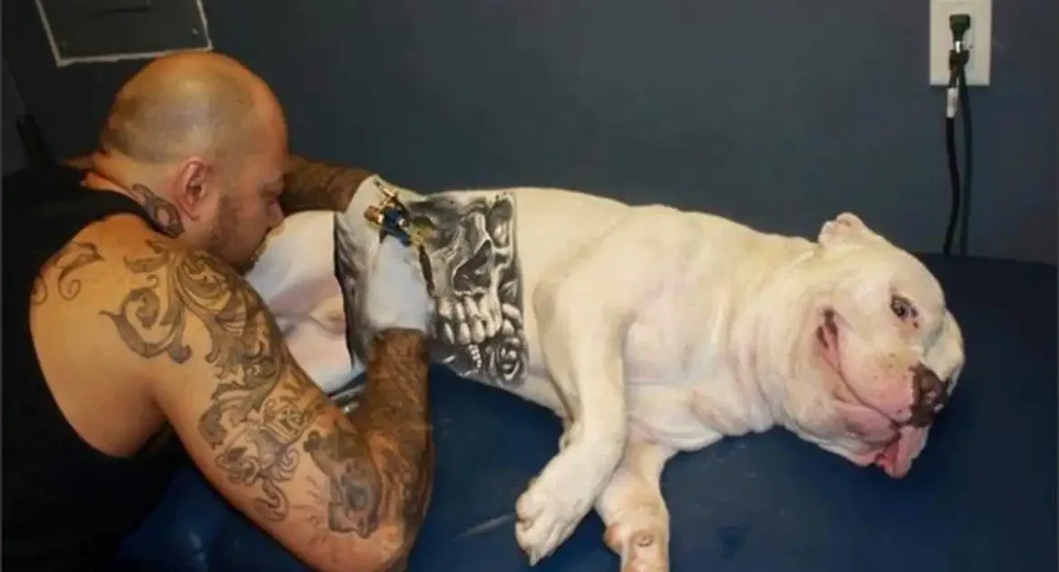 Nova Lei proíbe tatuagens e piercings estéticos em cães e gatos no Brasil com penas de reclusão e multa
