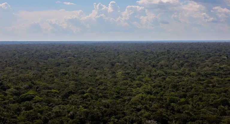 Organizações sociais propõem plano de investimentos para conservação e desenvolvimento sustentável da Amazônia na COP30