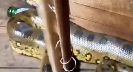 Sucuri é filmada em cima de geladeira em residência na comunidade do Cambixe