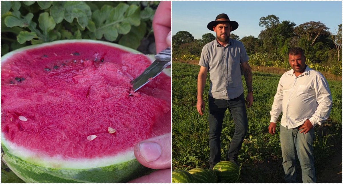 Cultivo de melancia em Porto Velho: Gustavo Gonçalves aposta em inovação e sustentabilidade
