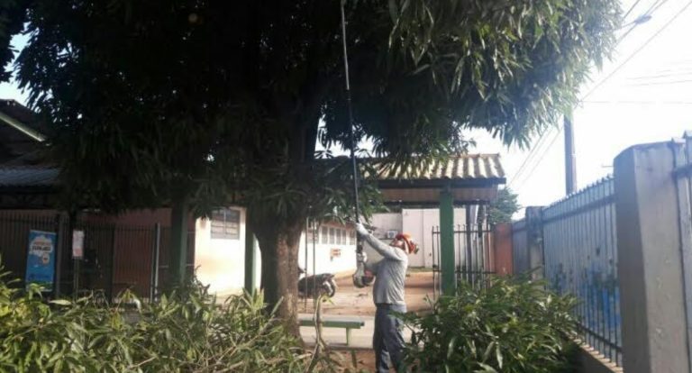 Prefeitura intensifica ações de poda preventiva de árvores em Porto Velho - News Rondônia