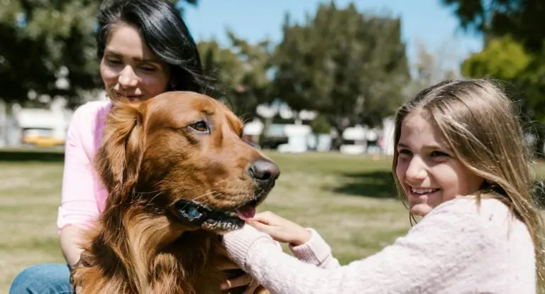 Prevenção veterinária transforma o cuidado com os pets no Brasil - News Rondônia
