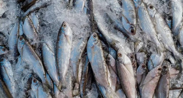 Abipesca pede crédito emergencial para reduzir impacto de tarifa dos EUA