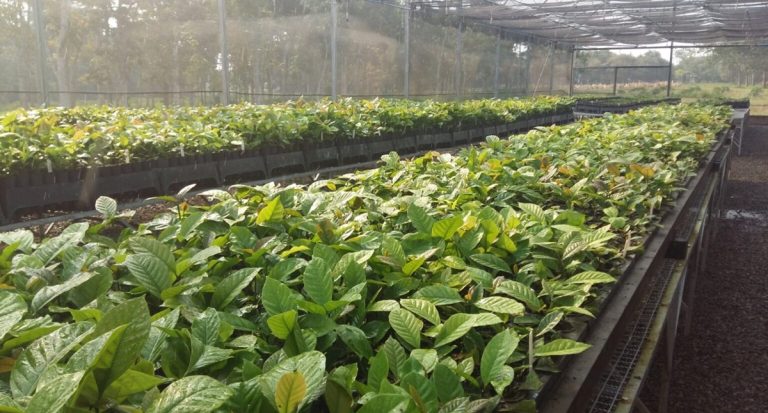 Ação contra nematoide amplia produção de mudas e fortalece cafeicultura em Rondônia - News Rondônia