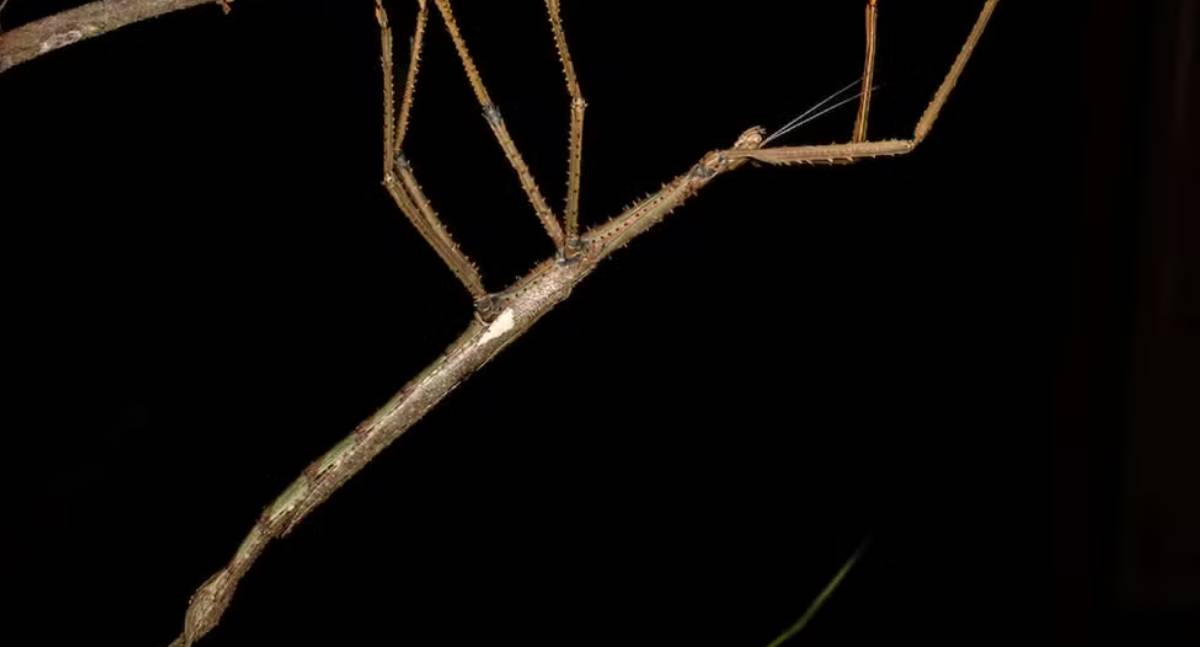 Austrália descobre inseto inusitado que entra para a lista do maior do País
