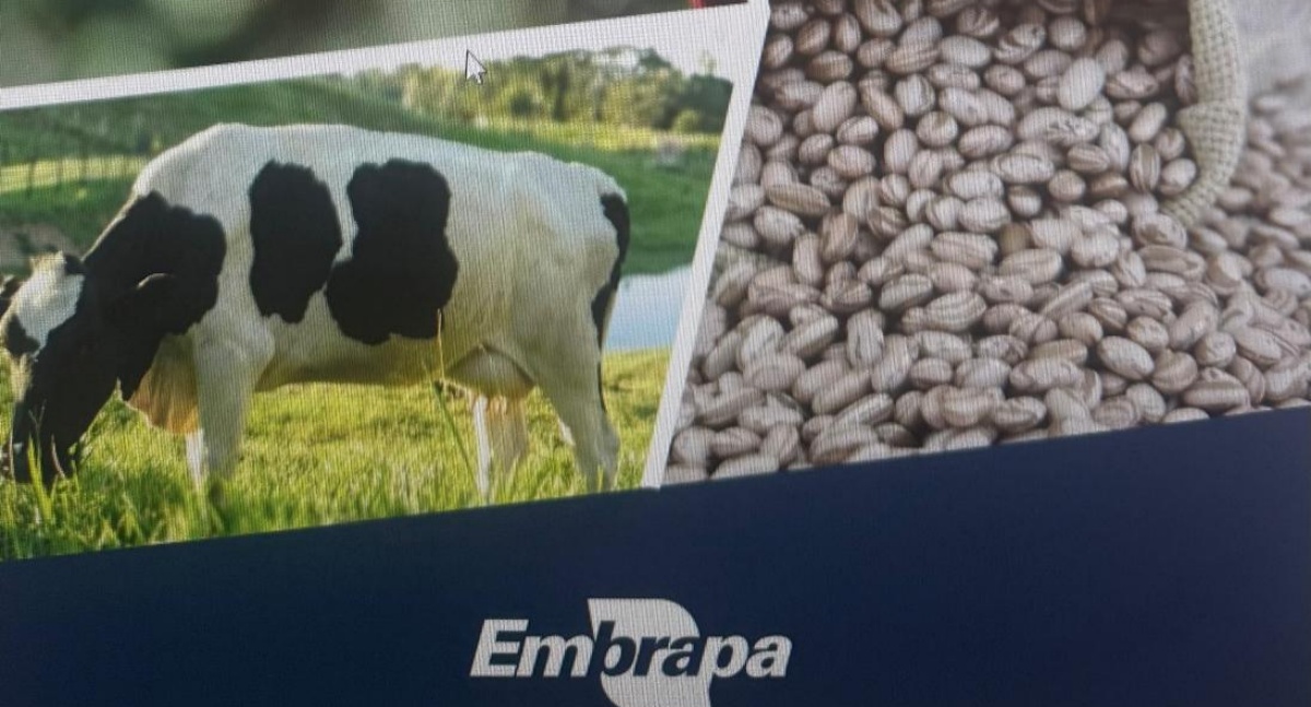 Brasil deve colher a maior safra de grãos da sua história, com destaque para Rondônia