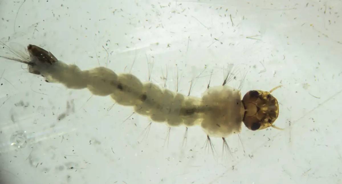 Brasil inaugura maior Biofábrica de mosquitos com Wolbachia para combater Dengue