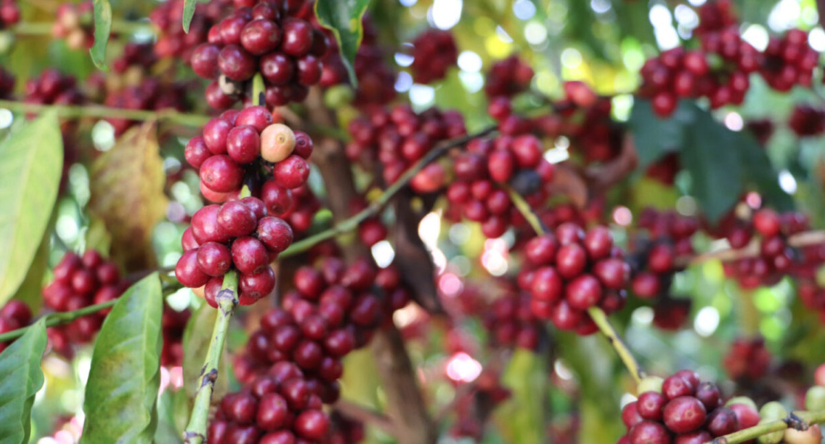 Café de Rondônia atinge produção recorde, conquista mercados e reforça apoio do governo