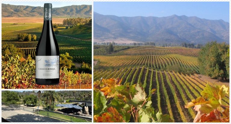 Casas del Bosque Gran Reserva Carménère 2024: elegância chilena na taça - News Rondônia
