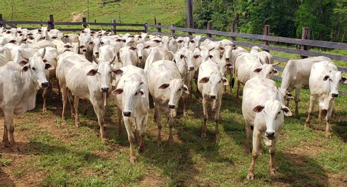 Chile abre as porteiras para carne brasileira e Rondônia já está na fila