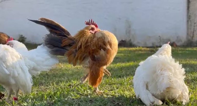 Com apenas 15 cm, menor galinha do mundo tem ovos vendidos a R$ 3 mil