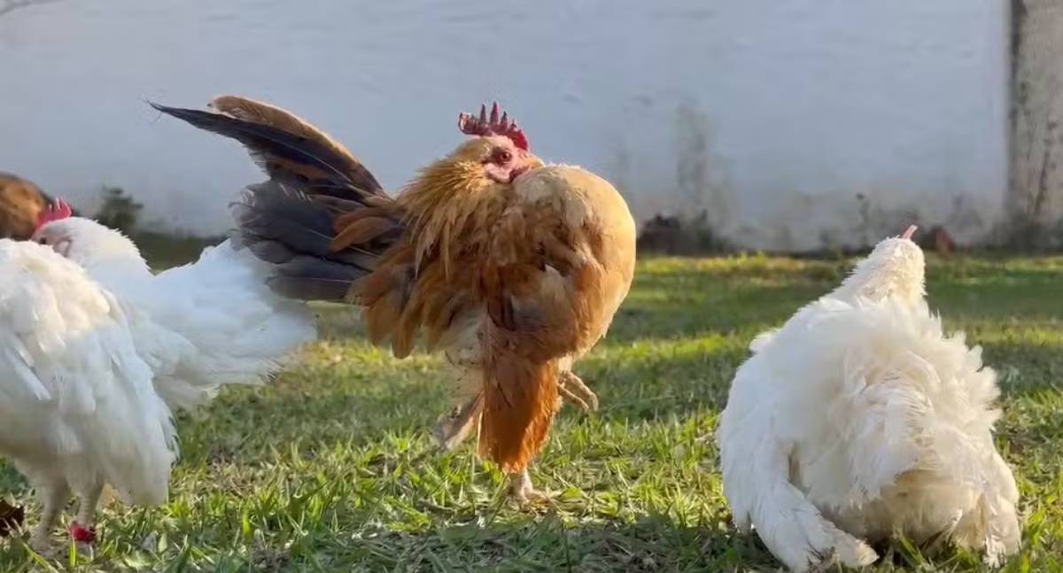 Com apenas 15 cm, menor galinha do mundo tem ovos vendidos a R$ 3 mil