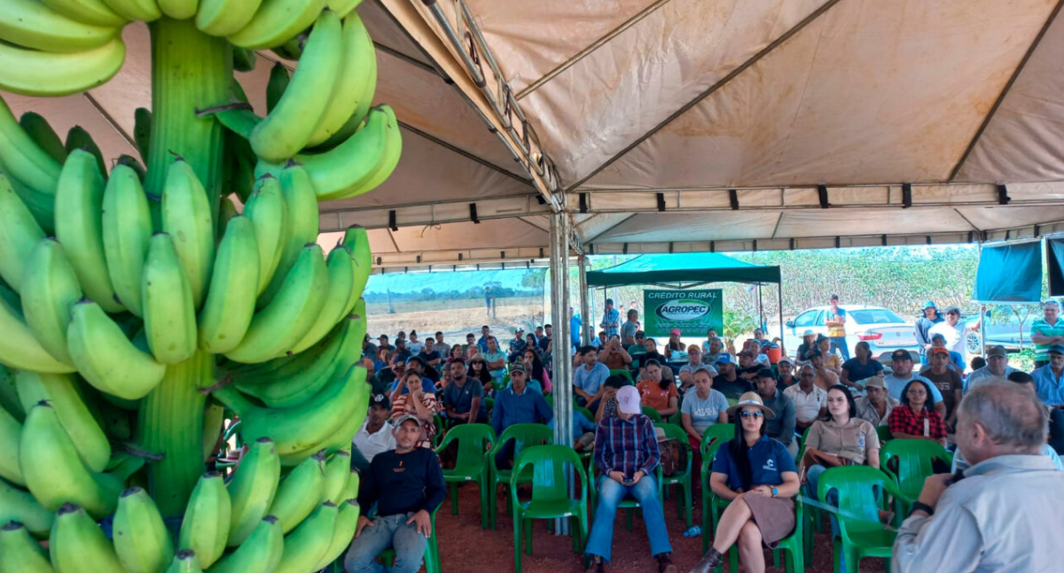 Dia de Campo em Machadinho d’Oeste destaca potencial da banana BRS Terra-anã para diversificar renda