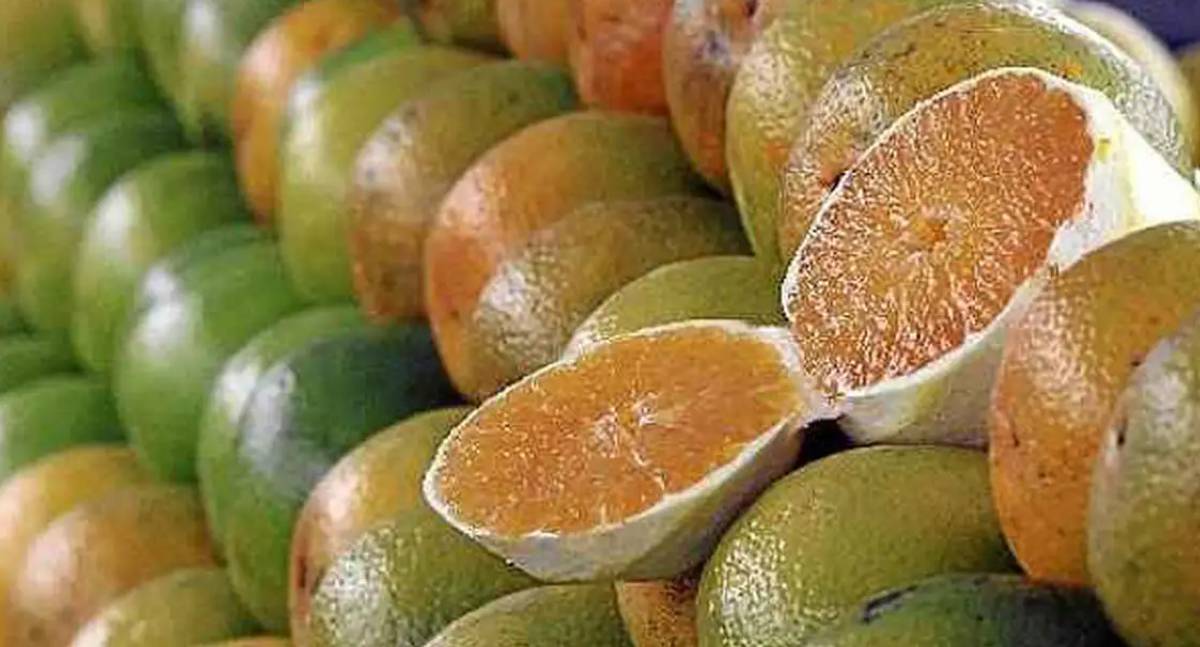 Exceções do Tarifaço representam 43,4% do valor exportado aos EUA