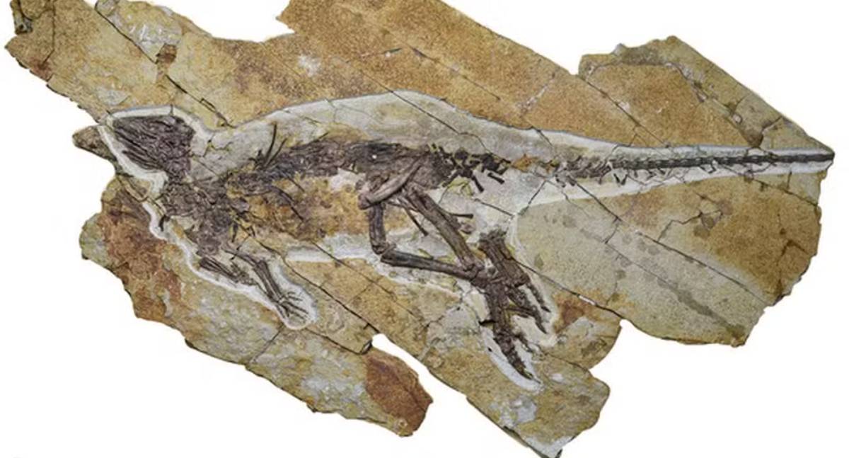 Fóssil de dinossauro com garganta parecida com pássaro sugere que rugidos podem ser coisa de filme
