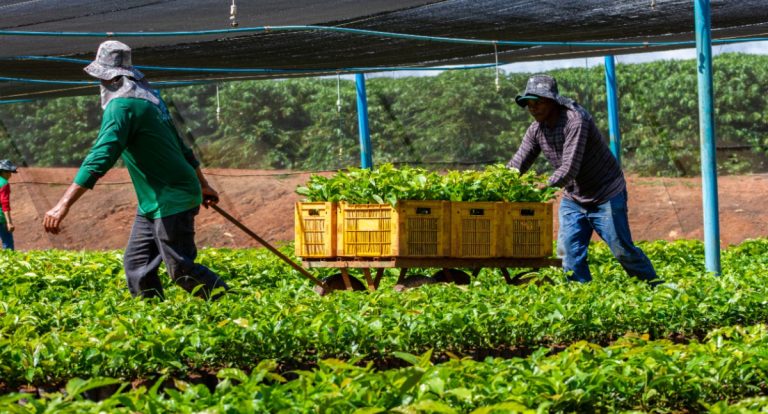 Investimentos do governo de RO na agricultura familiar fortalecem desenvolvimento no campo e beneficiam mais de 100 famílias em 2025