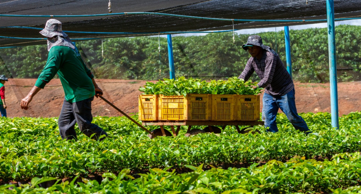 Investimentos do governo de RO na agricultura familiar fortalecem desenvolvimento no campo e beneficiam mais de 100 famílias em 2025