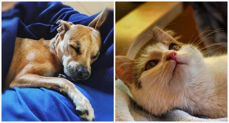 Limpeza do espaço do pet reduz riscos e fortalece cuidados preventivos - News Rondônia
