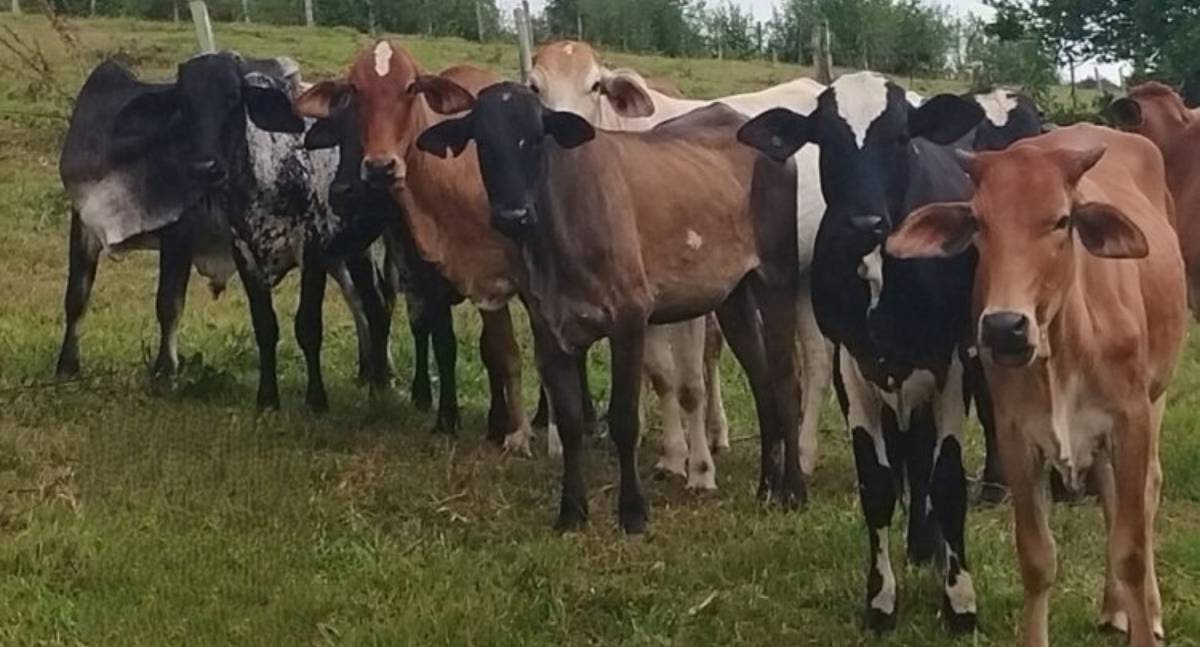 Morador de Governador Jorge Teixeira denuncia furto de seis animais em Propriedade Rural