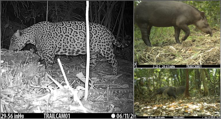 Onça-pintada é flagrada em área de restauração na Floresta Nacional do Bom Futuro, em Porto Velho
