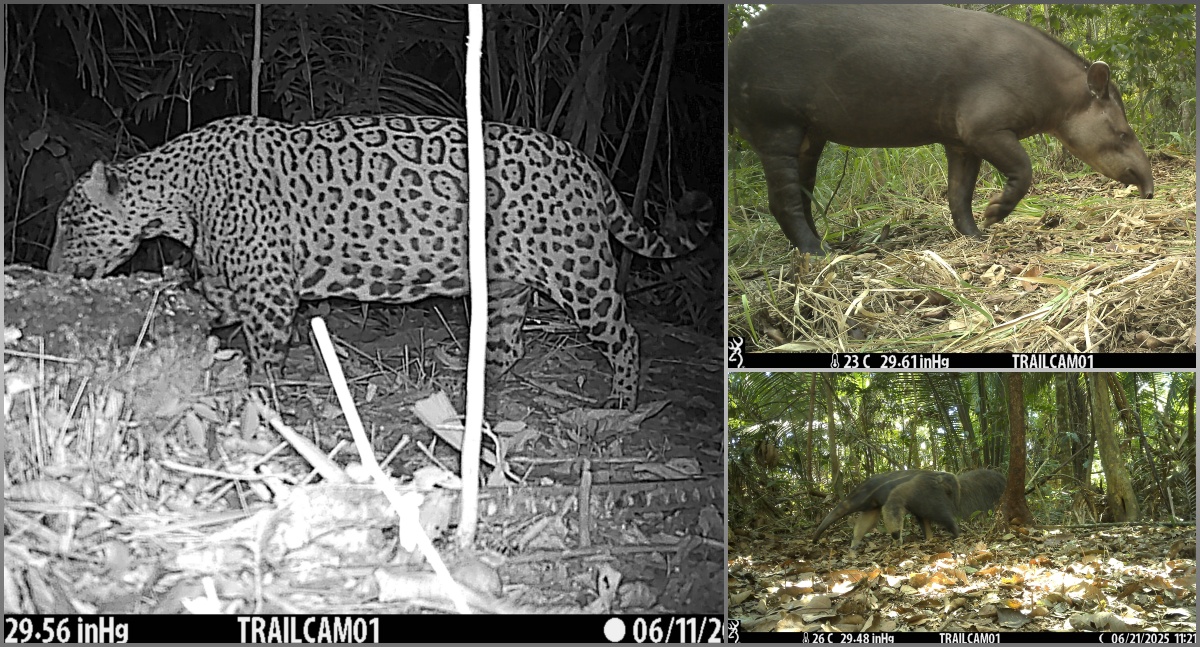 Onça-pintada é flagrada em área de restauração na Floresta Nacional do Bom Futuro, em Porto Velho