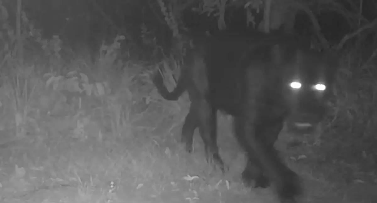 Onça-Preta é registrada pela primeira vez em reserva no Cerrado Goiano