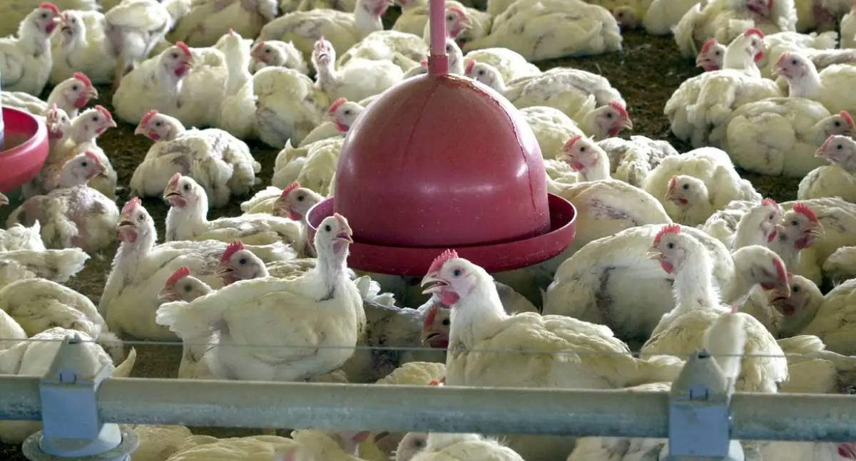 Peru, Jordânia e Hong Kong voltam a comprar carne de Frango do Brasil