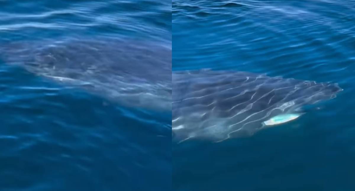VÍDEO: Pescador é surpreendido por Tubarão Branco gigante durante pescaria
