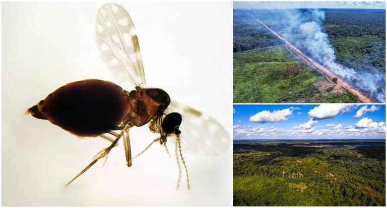 Pesquisa aponta aumento da febre oropouche com o desmatamento nos estados de Rondônia e Amazonas - News Rondônia